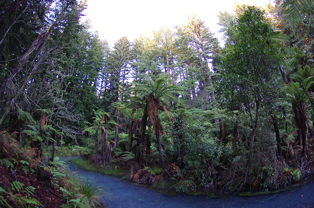 Bay Of Plenty