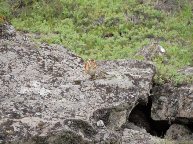 Oiseau Thingvellir