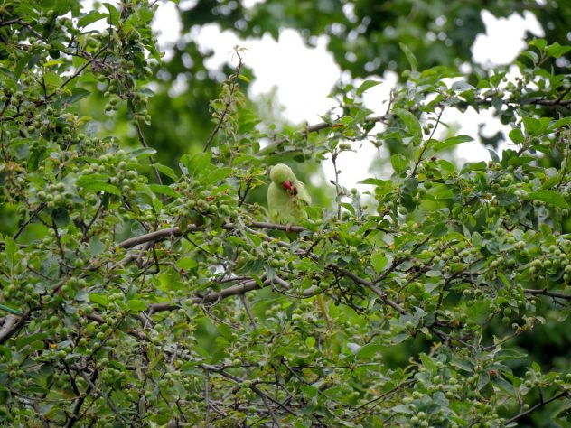 Oiseau vert londres