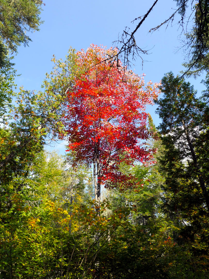 Canada automne - camping