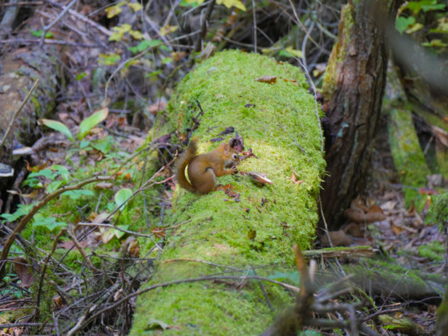 Canada automne - camping 3