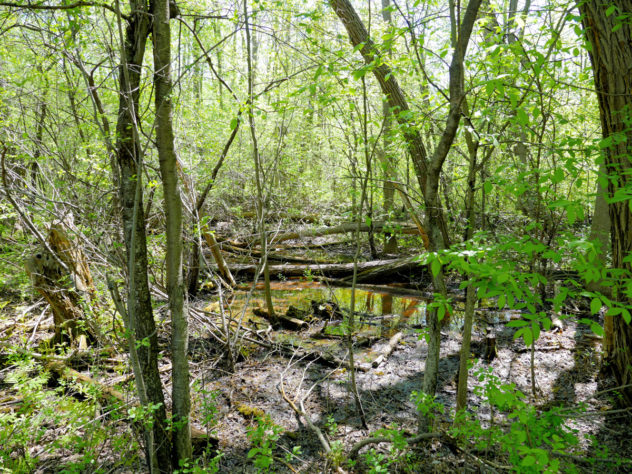 Parc du bois de Liesse 2