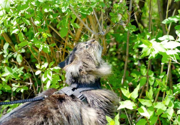 Charly au parc du bois de Liesse