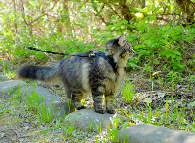 Charly au parc du bois de Liesse 2