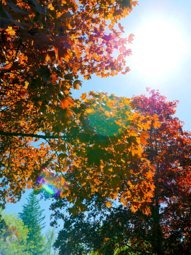 Parc du bois de Liesse 5