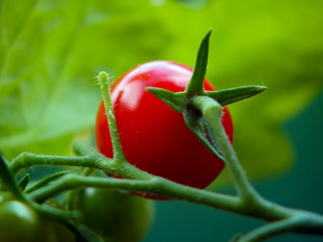 1ere tomate cerise